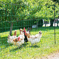 Vodivá síť pro drůbež PoultryNet 106 cm x 15 m zelená dvojitá špička