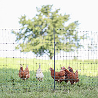 Nevodivá síť pro drůbež PREMIUM PoultryNet 122 cm x 50 m zelená jednoduchá špička
