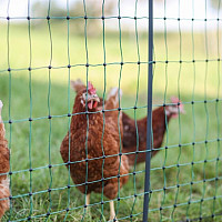 Nevodivá síť pro drůbež PREMIUM PoultryNet 122 cm x 50 m zelená jednoduchá špička