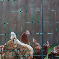 Nevodivá síť pro drůbež PREMIUM PoultryNet 122 cm x 50 m zelená jednoduchá špička