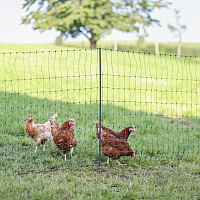 Nevodivá síť pro drůbež PREMIUM PoultryNet 122 cm x 50 m zelená jednoduchá špička