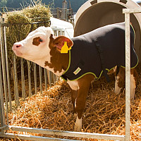 Deka pro telata KERBL Premium