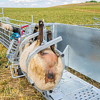Fixační paznehtovací klec pro ovce PATURA - obracečka