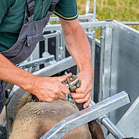 Fixační paznehtovací klec pro ovce PATURA - obracečka
