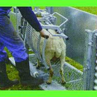 Fixační paznehtovací klec pro ovce - obracečka