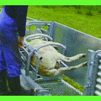Fixační paznehtovací klec pro ovce - obracečka