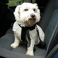 Postroj bezpečnostní do auta pro psa černý