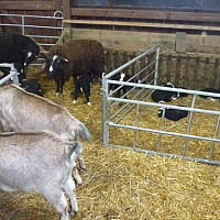 Ohradový panel pro ovce s průlezem pro jehňata