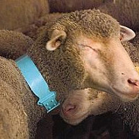 Krční řemen pro ovce a kozy plastový 4 x 55 cm