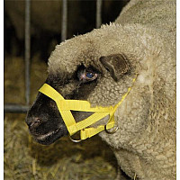 Ohlávka pro ovce - žlutá