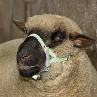 Ohlávka pro ovce a berany - kožená
