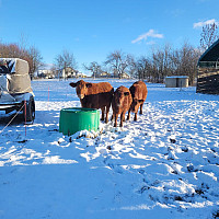 Izotermický napájecí žlab ISOBAR 250