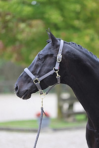 Ohlávka pro koně - Covalliero Classy tmavě šedá