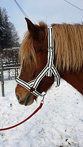 Stájová ohlávka Maxi pro chladnokrevníky bílo-zelená