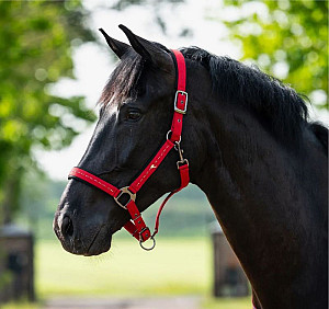 Ohlávka pro koně QHP Oakleigh Sunset Red