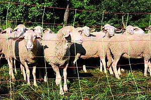 Vodivá síť pro ovce KOMBI