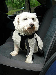 Postroj bezpečnostní do auta pro psa černý